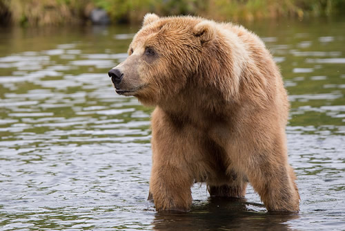 A wild brown bear standing in shallow water